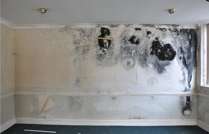 mould removal sydney